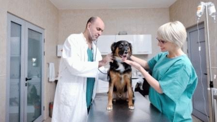 собака у ветеринара 