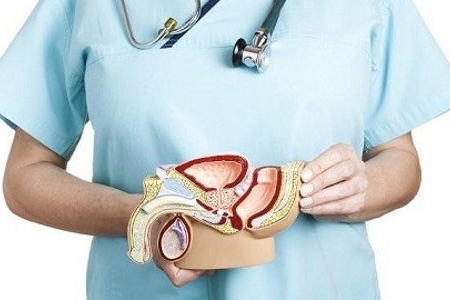 доктор держит макет мочеполовой системы мужчины в руках