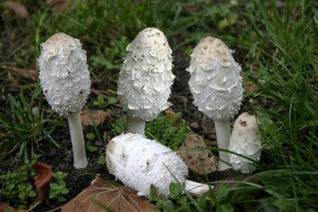 грибы Копринус