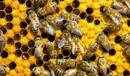 пчёлы в сотах