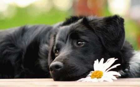 Описание причин, симптомов и способов лечения простатита у собак