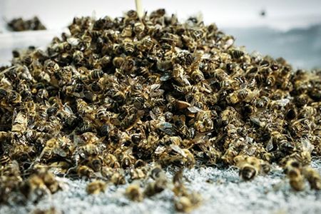 Лечение простатита пчелиным подмором (с рецептами и отзывами)